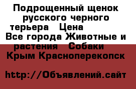 Подрощенный щенок русского черного терьера › Цена ­ 35 000 - Все города Животные и растения » Собаки   . Крым,Красноперекопск